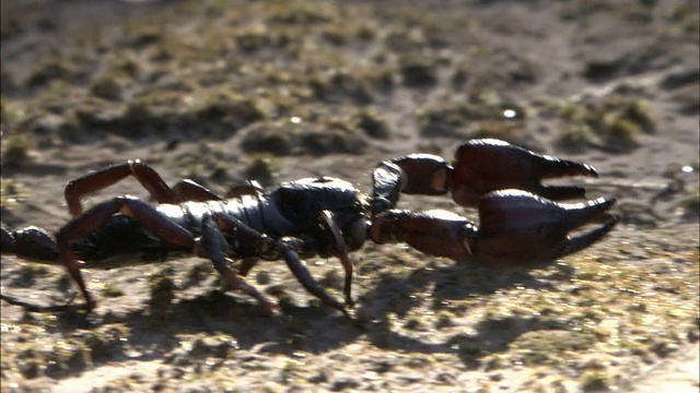 一只黑色蝎子在泥土上爬行。视频下载