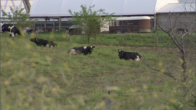 奶牛在牧场的草地上休息。视频下载
