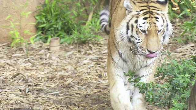 老虎在动物园的围栏里嬉戏。视频素材