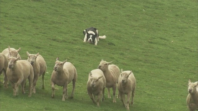 一只边境牧羊犬赶着刚剪完毛的羊群穿过草地。视频下载
