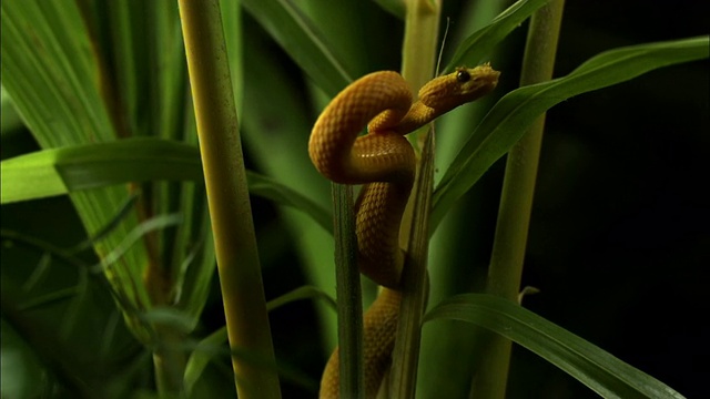 一条黄色的睫毛蛇盘绕在绿色的茎上，轻弹着它的舌头。视频素材