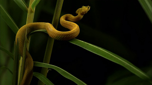 一条黄色的睫毛蛇在慢动作中轻弹舌头，抬起头。视频素材