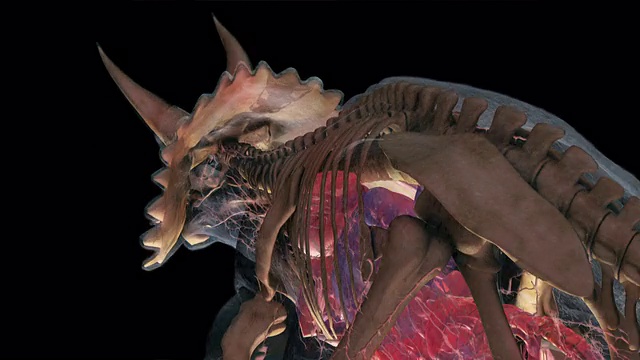 3D动画描绘了恐龙的肌肉、骨骼和神经系统。视频素材