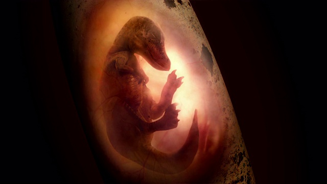 在计算机生成的动画中，恐龙胚胎在一个蛋中发育。视频素材