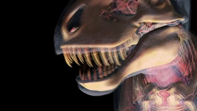 雷克斯暴龙追逐三角龙:动画描绘了恐龙头部和大脑的骨骼和神经解剖。视频素材