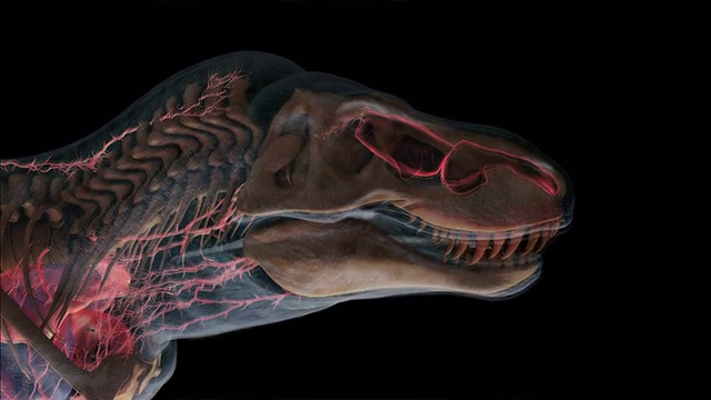 3D动画描绘了恐龙的嗅觉。视频素材