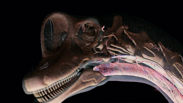 电脑生成的波塞东龙解剖模型显示它的大脑很小。视频素材
