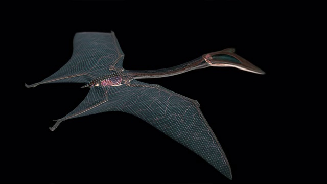 一只风神翼龙在山谷上空飞行:3D动画描绘了一只风神翼龙的神经系统:一只风神翼龙在河谷上空飞行。视频素材