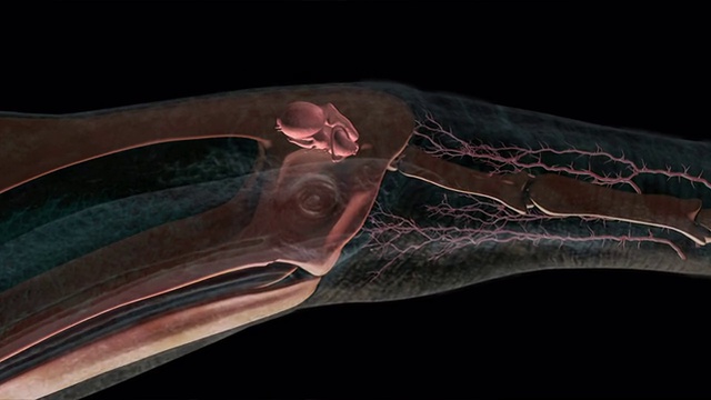 一个计算机生成的解剖模型显示了一只飞行的风神翼龙的肌纤维。视频素材