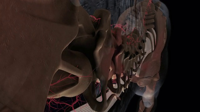 3D动画描绘了波塞东龙的骨骼和循环系统。视频素材