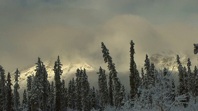 树,阿拉斯加,阴影,雪视频素材