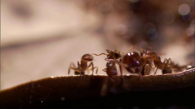 蚂蚁爬过一片湿叶子。视频下载