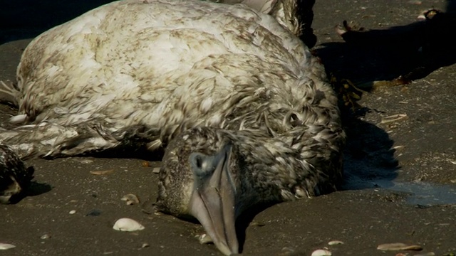 一只沾满油污的死鸟躺在海滩上，一名男子在检查它的翅膀。视频下载