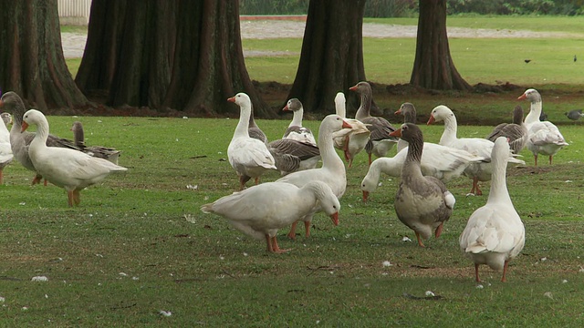 鸭子在公园里觅食。视频下载