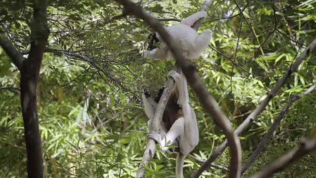 狐猴在树林里玩耍视频素材