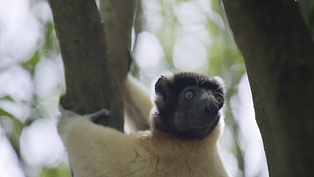 金冠狐猴在树梢上视频素材