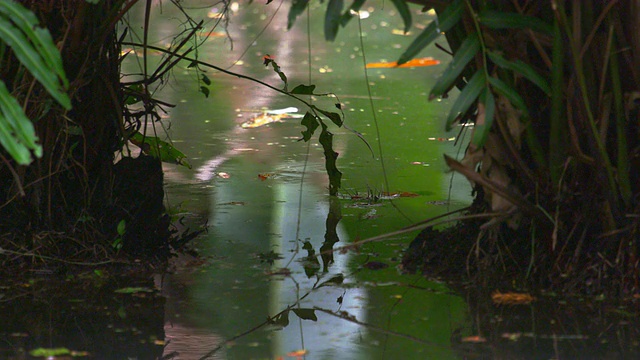 里约热内卢植物园的水和植被静态拍摄。视频素材