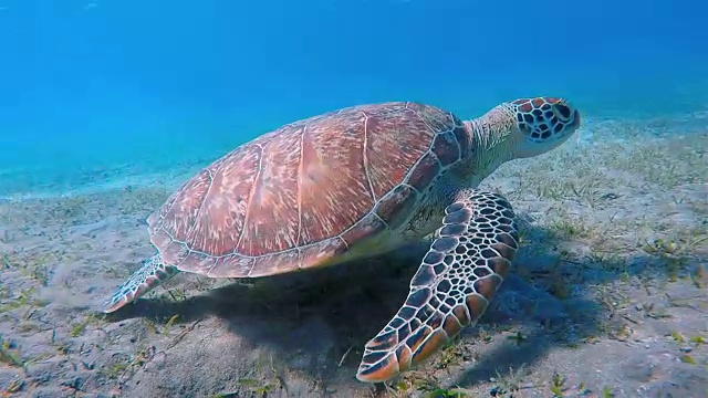 在海草床上吃草的海龟/ Marsa Alam视频素材