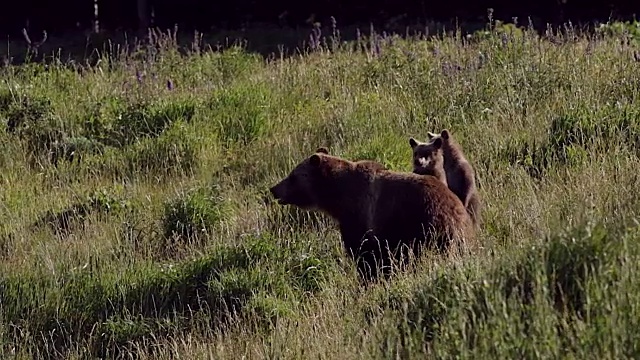 这是一只灰熊(Ursus arctos horribilis)母猪带着两只小熊的照片，小熊们都站了起来视频素材