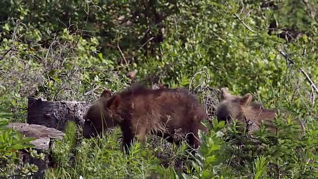 这是一只灰熊(Ursus arctos horribilis)母猪和两只小熊的照片视频素材