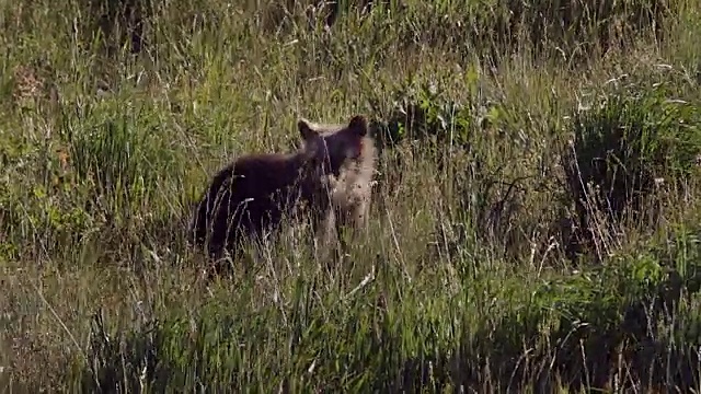 TS/MS拍摄到一只站着的灰熊幼崽视频素材