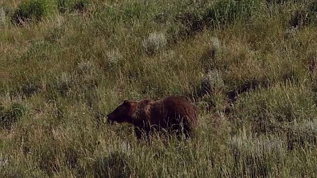 这是一只灰熊带着两只小熊在草地上行走和站立的照片视频素材