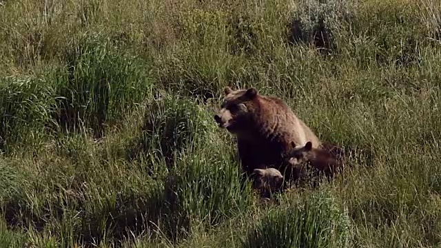 这是一只灰熊(Ursus arctos horribilis)正在喂养今年的两只幼崽视频素材