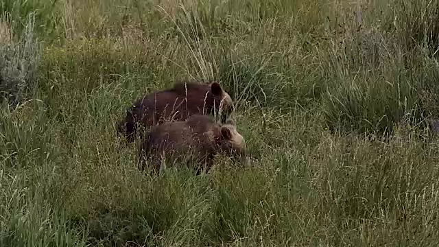 这是一只灰熊(Ursus arctos horribilis)母猪和两只幼崽的合影视频素材