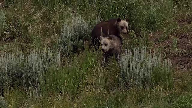TS/MS拍摄的两只灰熊(熊的arctos horribilis)幼崽玩耍视频素材