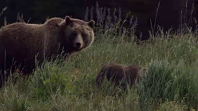 这是一只灰熊(Ursus arctos horribilis)母猪和两只小熊的照片视频素材
