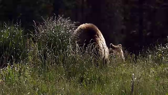 TS/MS拍摄到一只背光的灰熊(Ursus arctos horribilis)母猪带着两只小熊，小熊站了起来视频素材