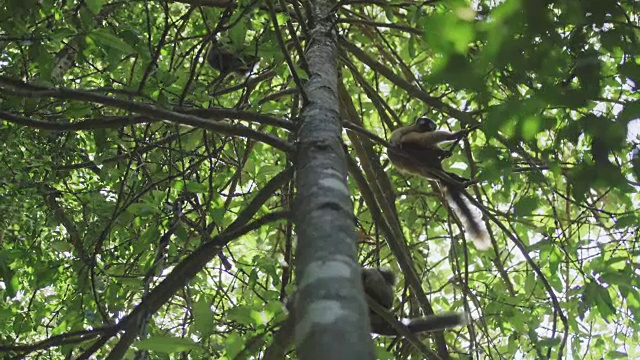 柔滑的马达加斯加狐(狐猴)视频素材