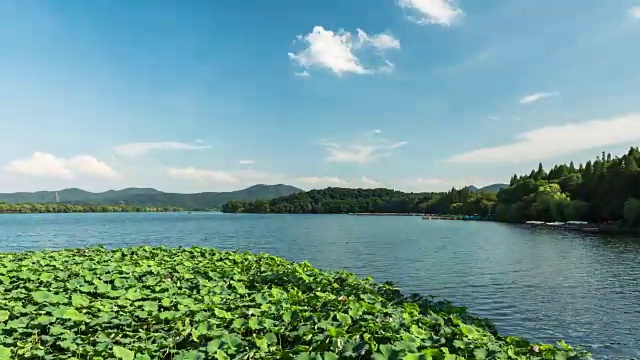 4K延时:微风吹拂着西湖上神圣的荷叶，中国杭州视频素材