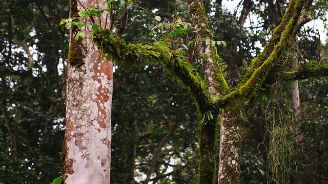 一盆覆盖着苔藓和没有苔藓的树木视频素材
