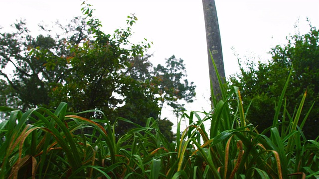 低角度跟踪拍摄的草围绕着一棵孤独的树视频素材