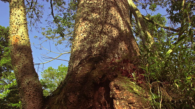 追踪荆棘树的录像视频素材
