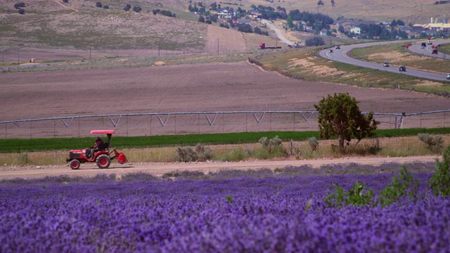 摇摄紫罗兰花和拖拉机的田野。视频下载