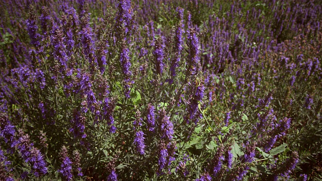 倾斜镜头的紫罗兰羽扇花的田野视频下载