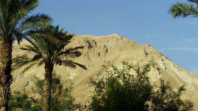 用Red在以色列以4k像素拍摄的一座山和Ein Gedi棕榈树的视频片段。视频下载