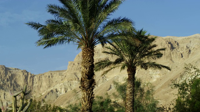 股票视频全景Ein Gedi棕榈树和沙漠山在以色列拍摄4k与红色。视频下载