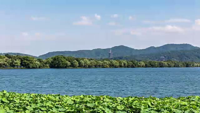 4K延时:中国杭州西湖苏堤畔的荷花田视频素材