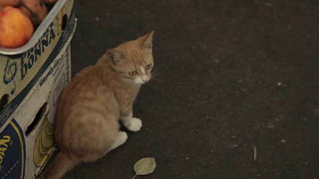 这是一只小猫坐在敖德萨的市场里。视频素材