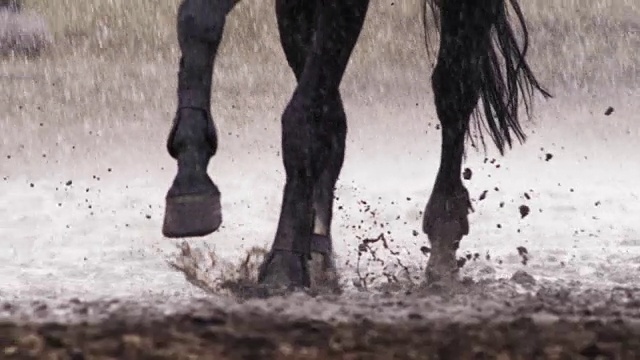 马用蹄子刨地视频素材