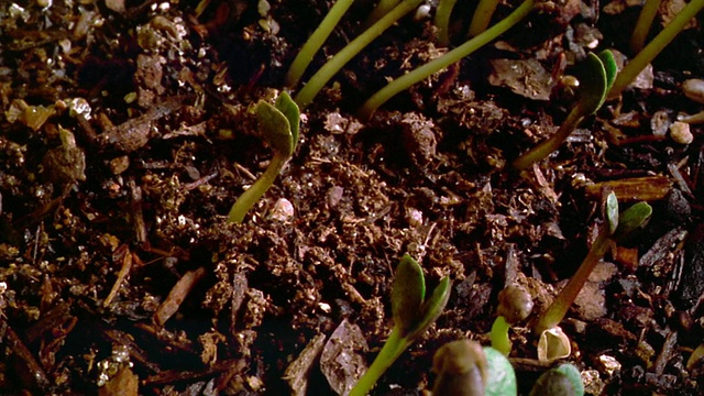 近距离观察从土壤中发芽的植物幼苗视频素材