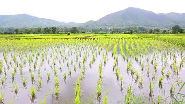 绿稻田在雨天播种视频素材