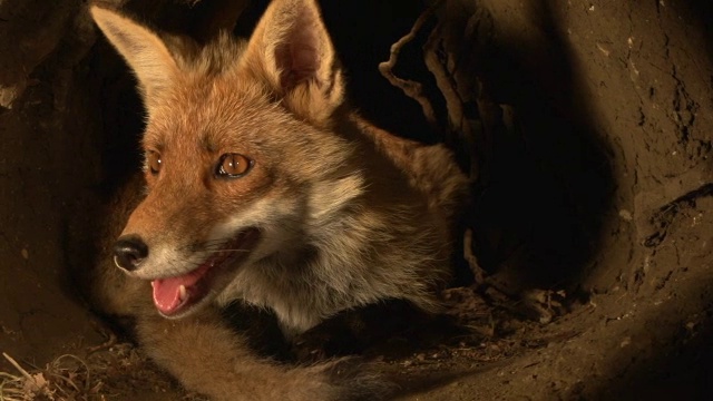 “赤狐，雌狐，母狐和幼崽站在诺曼底的洞穴里，实时报道”视频素材