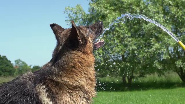 “家犬，德国牧羊犬，男性玩耍和喝水，诺曼底，慢镜头”视频下载