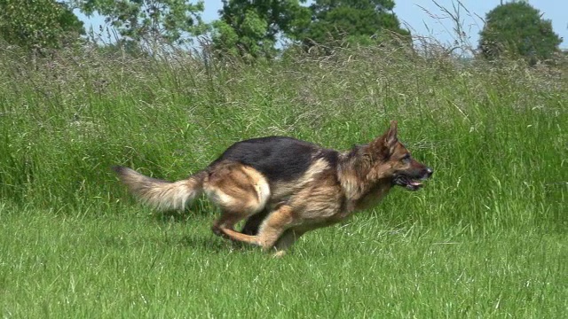 家犬，德国牧羊犬，男性在诺曼底的草地上奔跑，慢镜头视频素材