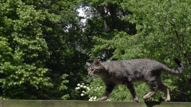 “家猫散步，诺曼底，慢镜头”视频下载