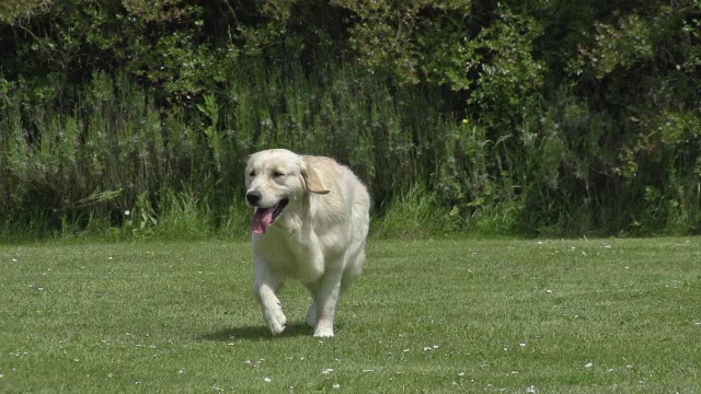 “家犬、金毛猎犬、成人在草地上奔跑，诺曼底，慢镜头”视频下载